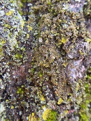 Frullania inflata