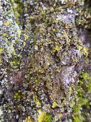 Frullania inflata