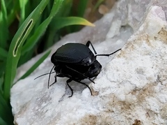Licinus