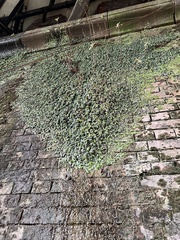 Conocephalum conicum