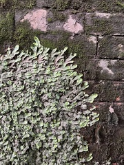 Conocephalum conicum