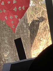 Dryocopus pileatus image