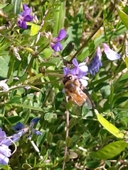 Apis mellifera