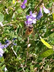 Apis mellifera