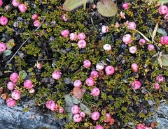 Gaultheria parvula