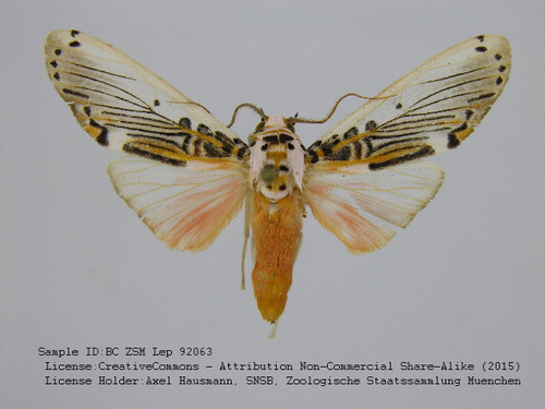 Aphyle onorei