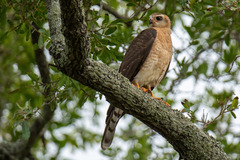 Accipiter ovampensis