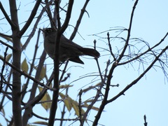 Turdus migratorius