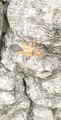 Dysdercus