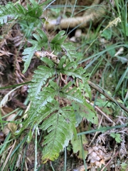 Pteris dispar