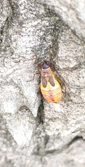 Dysdercus