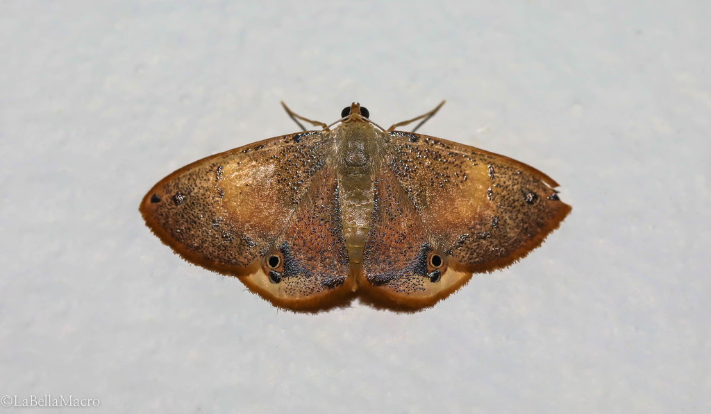 Ophthalmoblysis fulvistrota