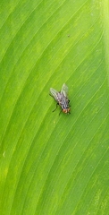 Diptera
