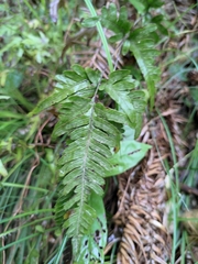 Pteris dispar
