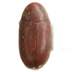 Calymmaderus obsoletus