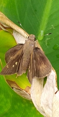 Hesperiinae