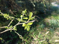 Rhamnus parvifolia