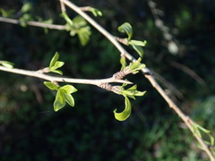 Rhamnus parvifolia