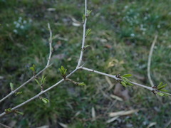 Rhamnus japonica