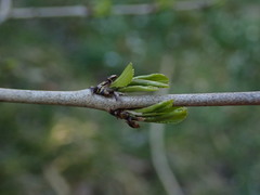 Rhamnus japonica