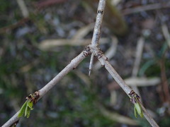 Rhamnus japonica