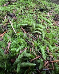 Plagiothecium undulatum