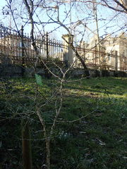 Rhamnus japonica