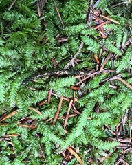 Plagiothecium undulatum