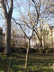 Hovenia