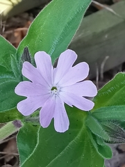 Silene × hampeana