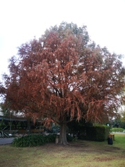 Taxodium mucronatum