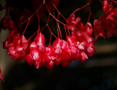 Begonia coccinea