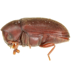 Calymmaderus obsoletus