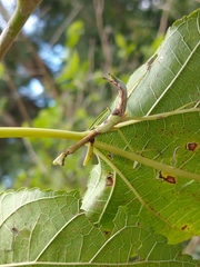 Parastagmatoptera