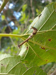 Parastagmatoptera