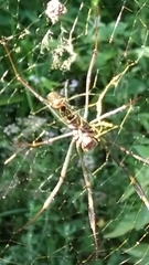 Trichonephila clavipes