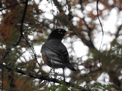 Turdus migratorius