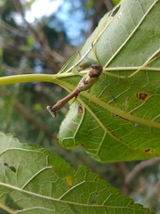 Parastagmatoptera