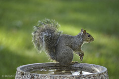 Sciurus carolinensis