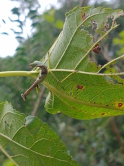 Parastagmatoptera