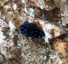 Hamadryas laodamia