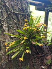 Acianthera sonderiana