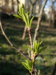 Rhamnus utilis utilis