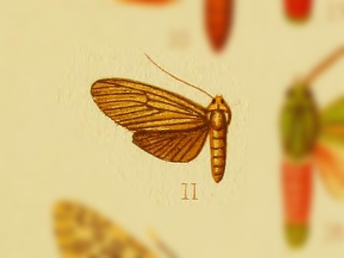 Aphyle steinbachi