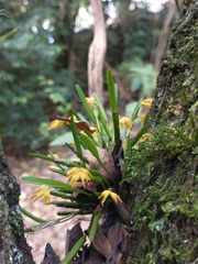 Acianthera sonderiana