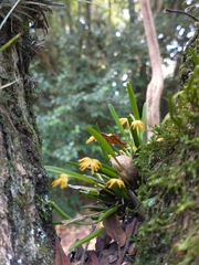 Acianthera sonderiana