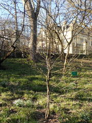 Rhamnus utilis utilis