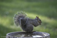 Sciurus carolinensis