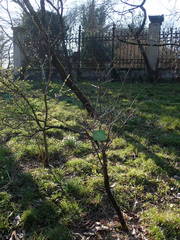 Rhamnus persicifolia