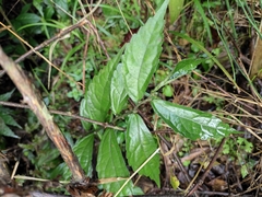 Elatostema involucratum